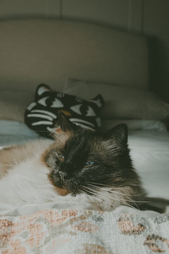 Cat resting on a bed